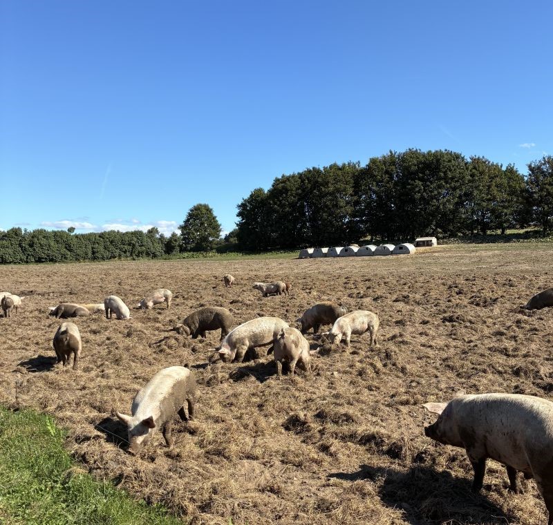 Græsgris fra Risbjerg Landbrug