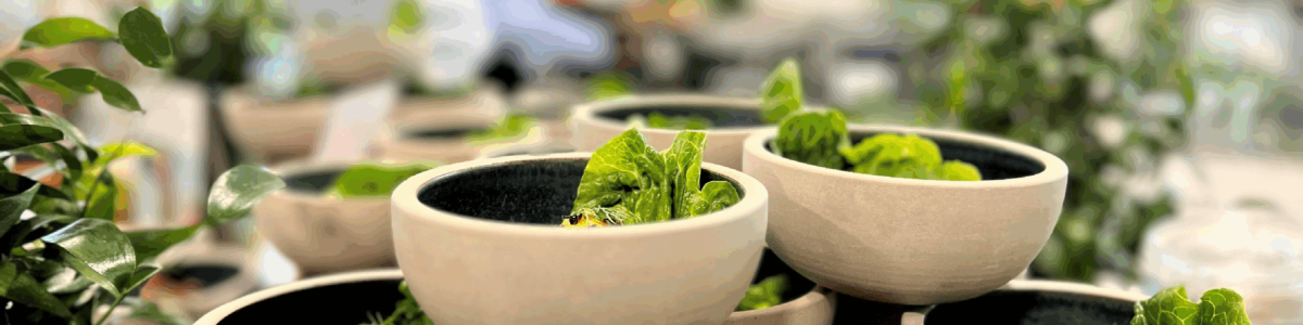 Skåle med grønt kantine